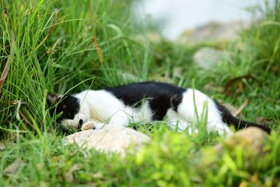 View of a dog relaxing on grass