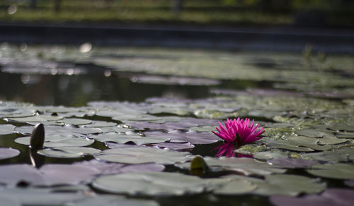 Close-up of lotus water lily in pond