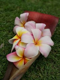 Close-up of frangipani on grass