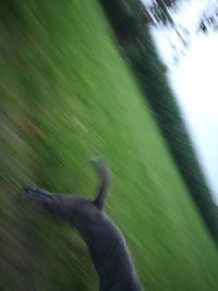 Blurred motion of trees