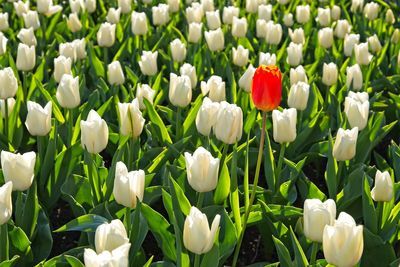 Close-up of white tulip flowers in field