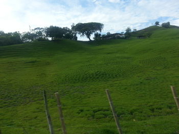 Scenic view of grassy field against sky