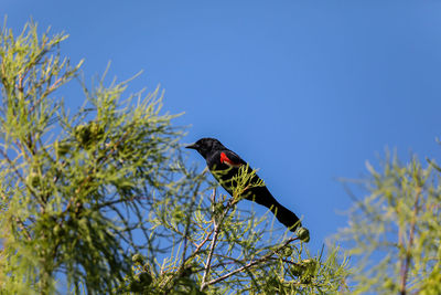 Male red-wing blackbird agelaius phoeniceus perches on the tall reeds and grass in a pond in naples