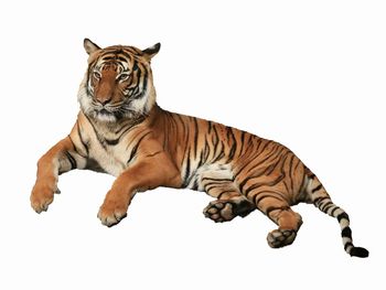 Tiger against white background