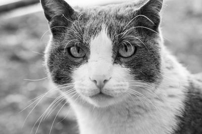 Close-up portrait of cat