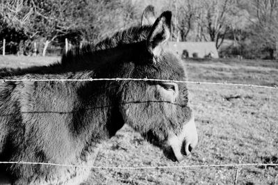 Close-up of donkey standing on field