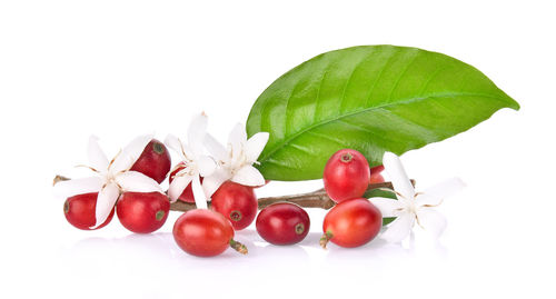 Close-up of fruits and leaves against white background