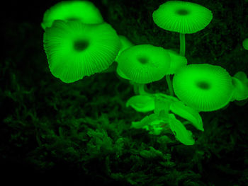 Close-up of jellyfish swimming in sea