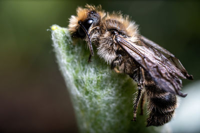 Close-up of bee pollinating flower