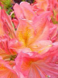 Close-up of pink flower