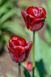 Close-up of red rose blooming outdoors