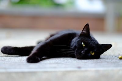 Close-up of cat lying on bed