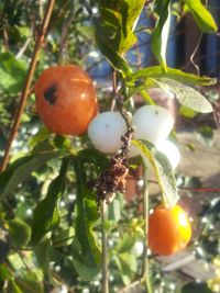 Close-up of fruits on tree
