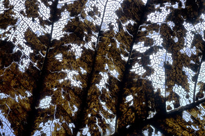 Low angle view of trees in forest