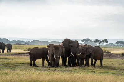 Elephants on field