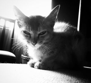 Close-up of cat sitting at home