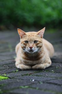 Portrait of cat on footpath