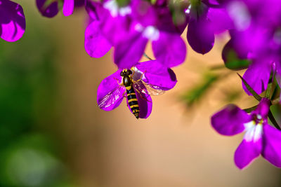 Close-up of insect on purple flowering plant