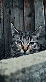 Close-up portrait of cat