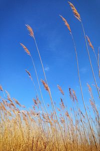 Plants against blue sky