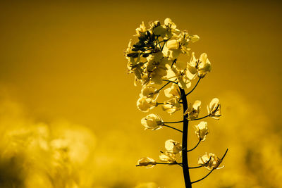 Close-up of plant against blurred background