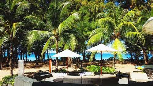 Palm trees by swimming pool at beach