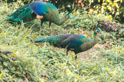 Close-up of peacock