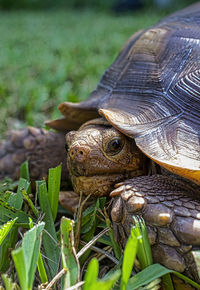 Close-up of a turtle on field