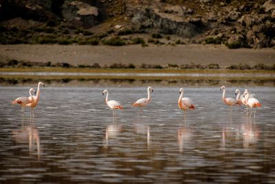 Flamingos in lake