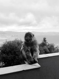 Monkey sitting on rock against sky