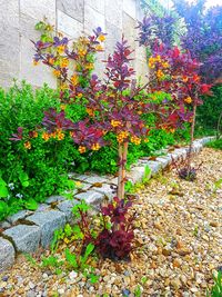 View of flowering plants in yard during autumn