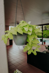 Close-up of potted plant at home