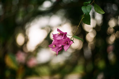 Close-up of pink flowers