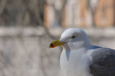 Close-up of seagull