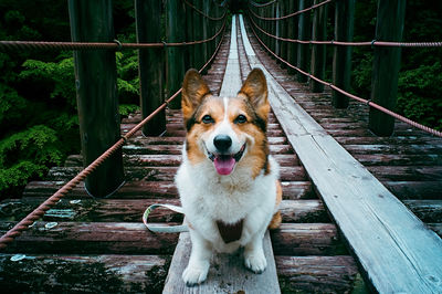 High angle view of dog on footbridge