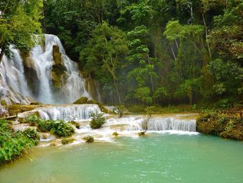 River flowing through forest