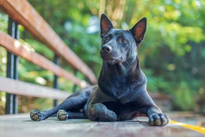 Dog looking away