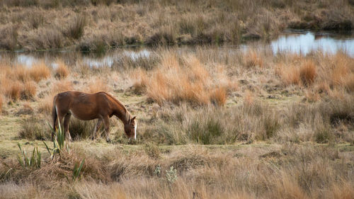 Horse standing in a field