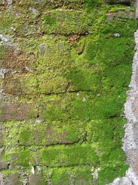 Full frame shot of moss on land