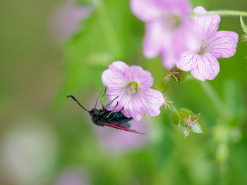 Close-up of insect on pink flower