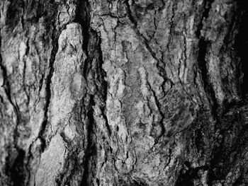 Full frame shot of tree trunk