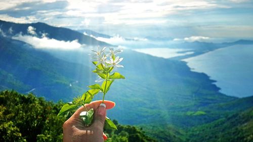 Close-up of hand holding plants against mountain