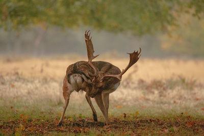 View of deer on field