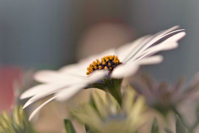 Close-up of butterfly pollinating on flower