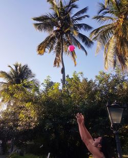 Low angle view of palm tree against sky