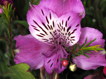 Close-up of pink flowers