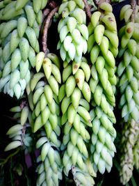 High angle view of vegetables for sale in market