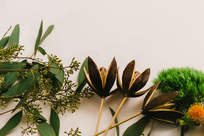 Close-up of potted plant against white background