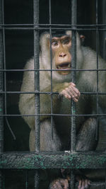 Portrait of monkey in cage