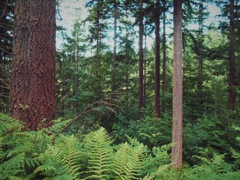 Trees in forest